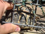 Troben quatre tortugues mediterrànies en perill d’extinció en una casa d’Alella