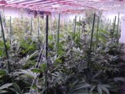 Cau una plantació amb 1.500 plantes de marihuana a Cabrils: quatre detinguts i un frau elèctric de més de 158.000 euros