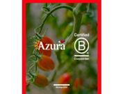 Azura obté la certificació B Corp per al seu negoci de tomàquets cherry